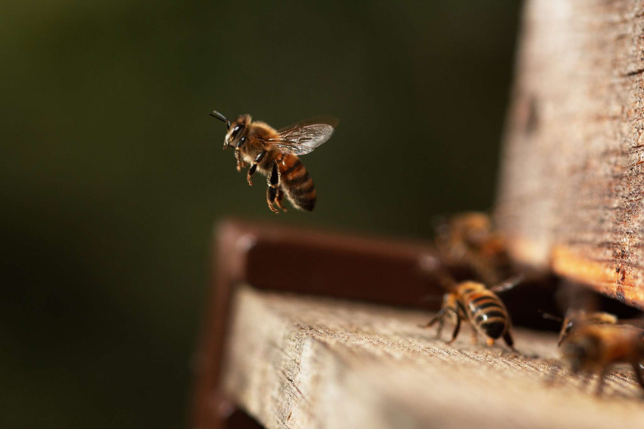Wie lange leben Bienen? Alles zur Lebensdauer von Königin, Arbeiterinnen & Drohnen