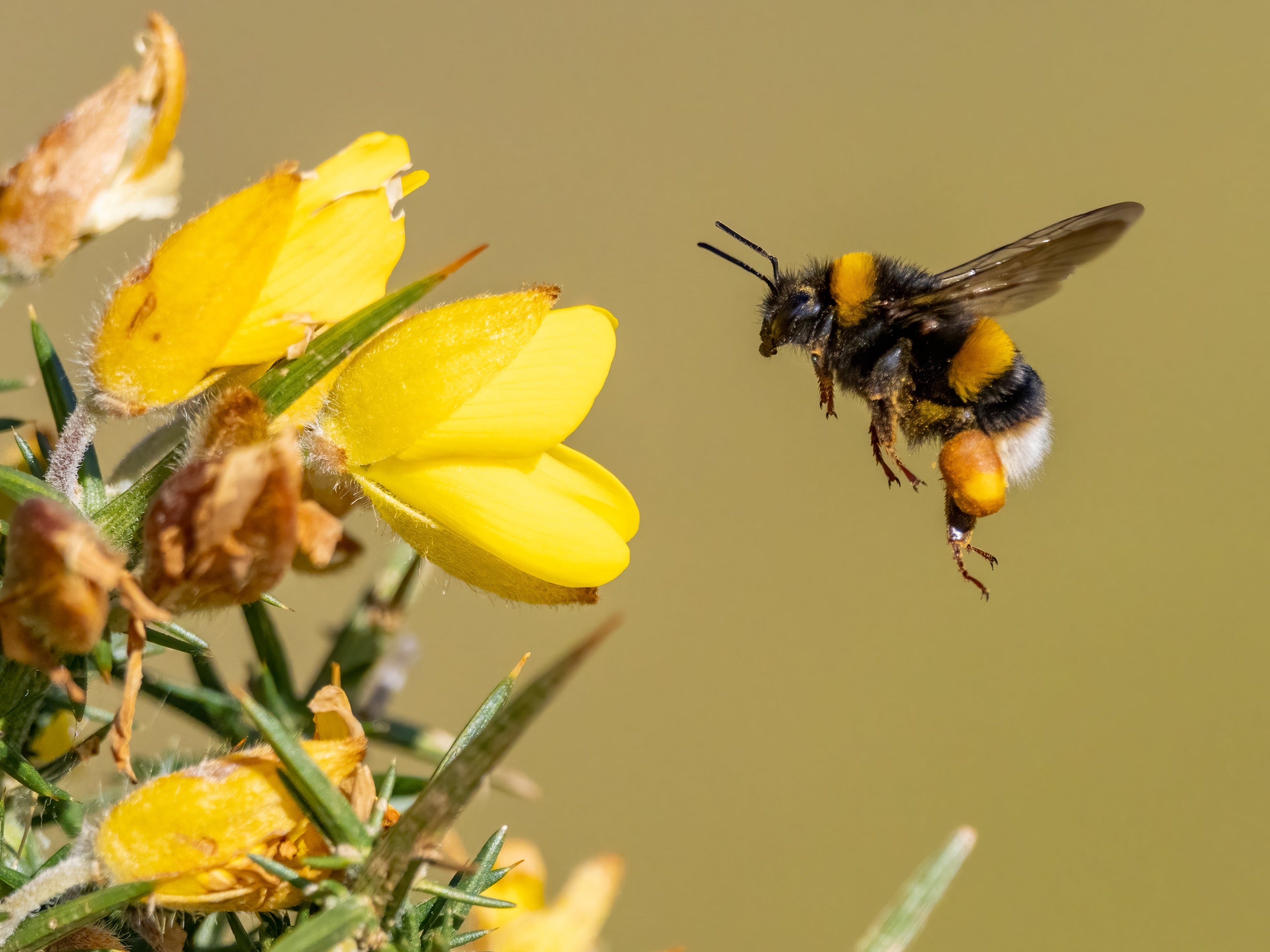 Hummelhaus richtig einrichten – so schaffen Sie optimale Bedingungen
