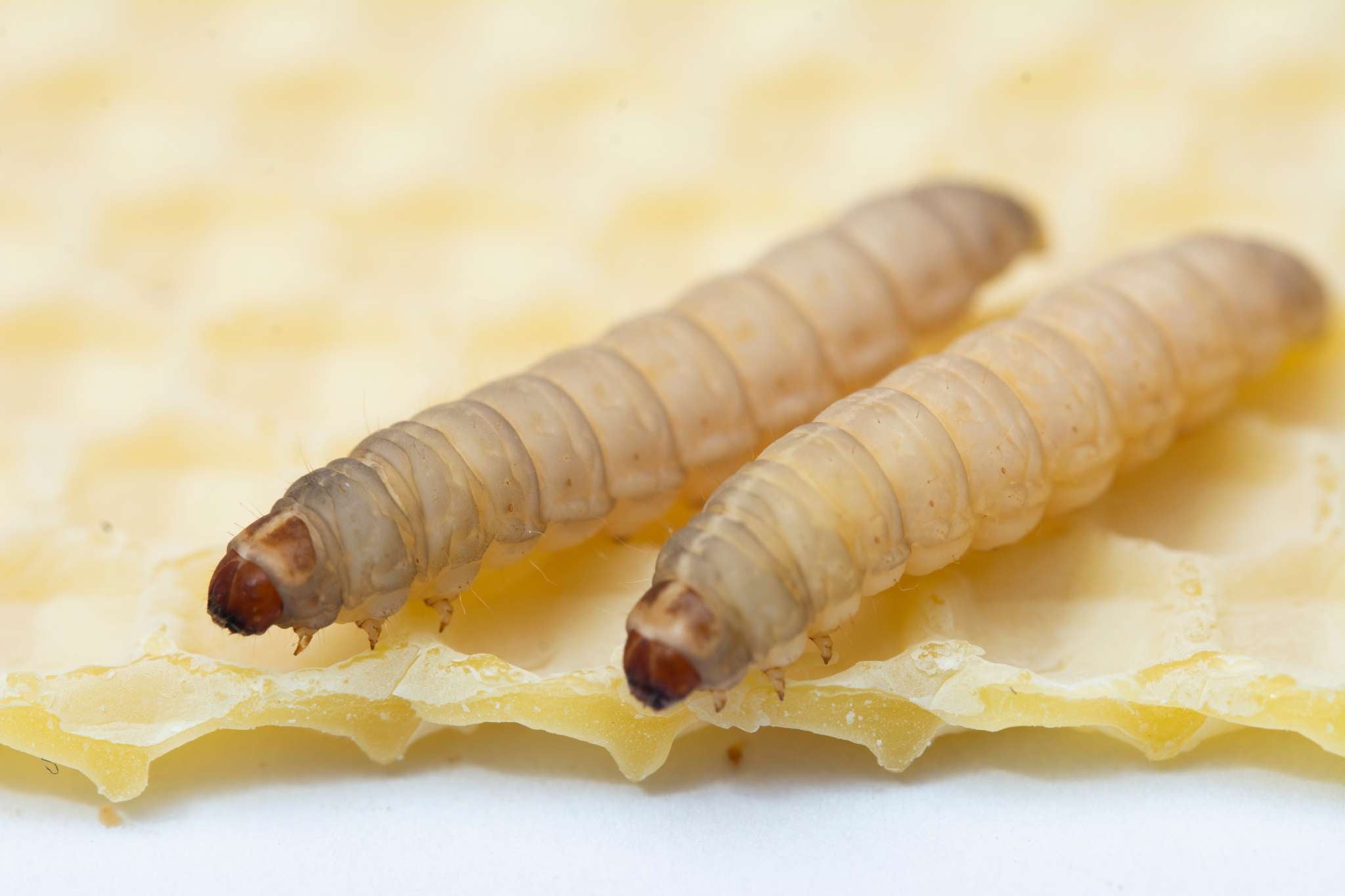Wildbienen Feinde: natürliche Gegenspieler, Parasiten