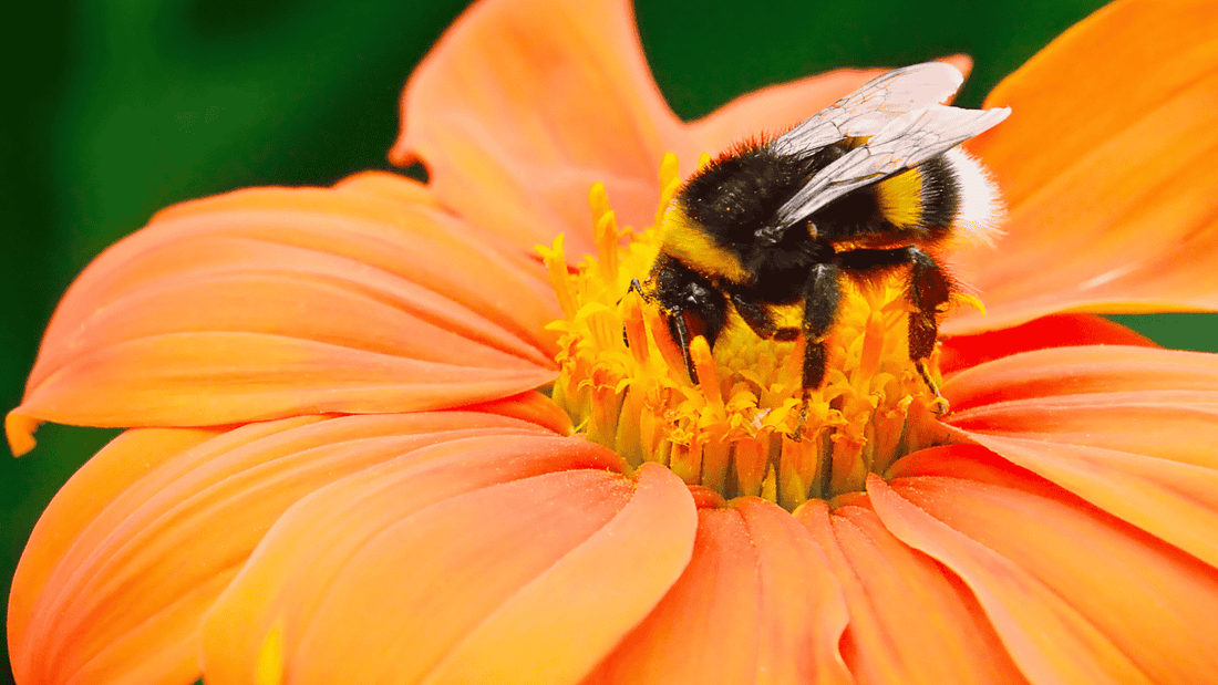 Hummel behutsam an die Wachsmottensperre gewöhnen