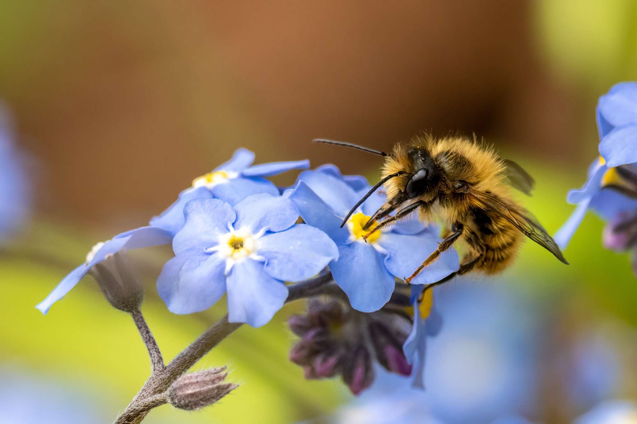 Wie lange leben Wildbienen? Unterschiede & Fakten