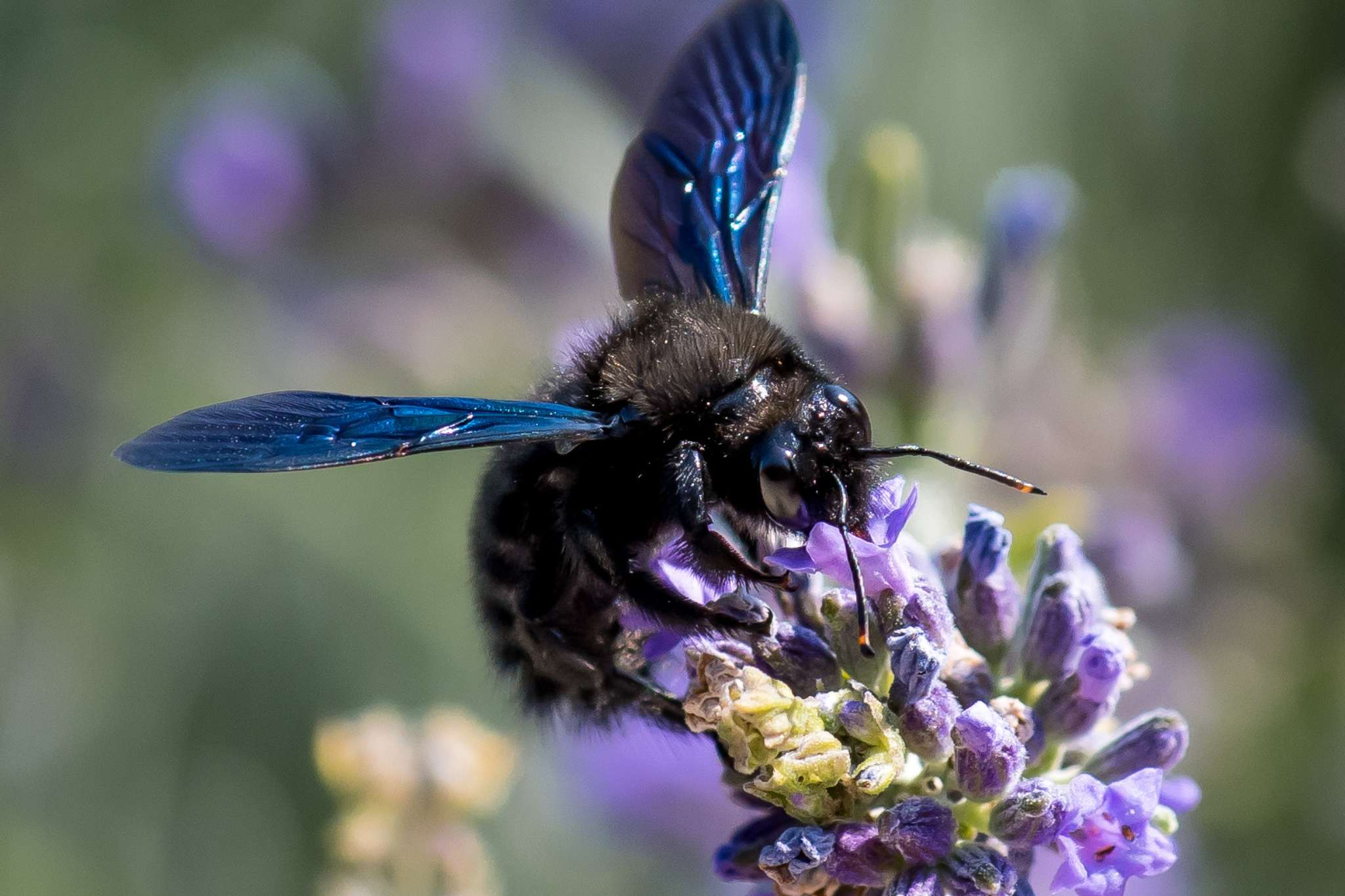 Blauschwarze Holzbiene: Erkennen, Lebensweise, Förderung