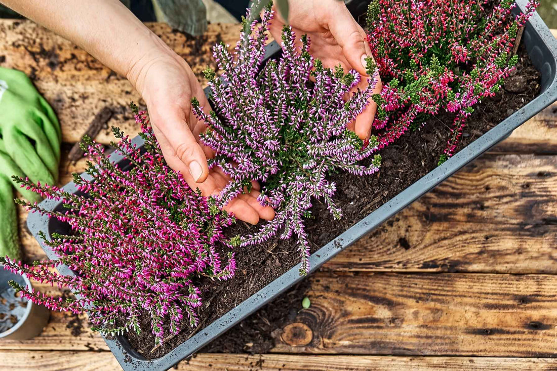 Bienenfreundlicher Garten: Pflanzen, die Leben schenken