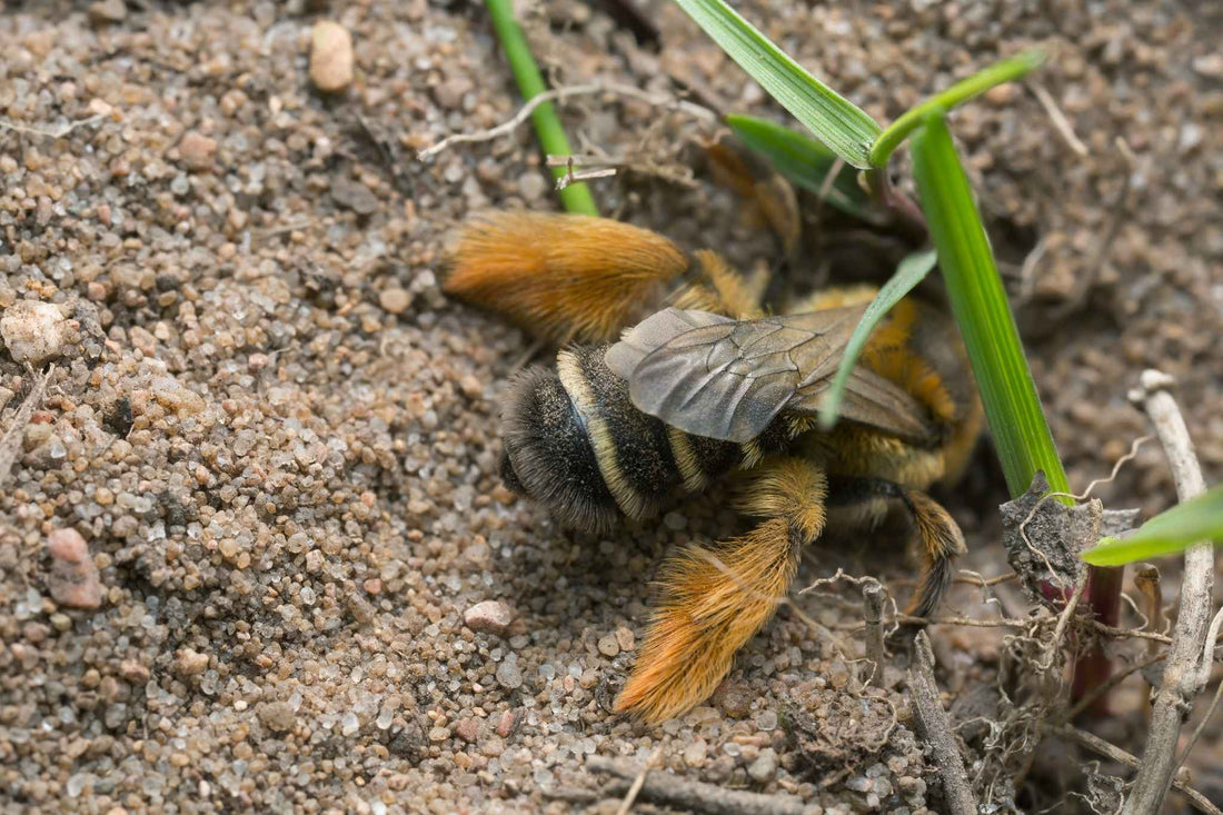 Wildbienenarten: Welche Bienenarten gibt es? Wie viele Bienenarten gibt es?
