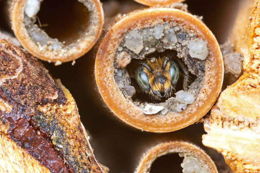 Lebenszyklus einer Mauerbiene - Was machen Wildbienen im Winter?