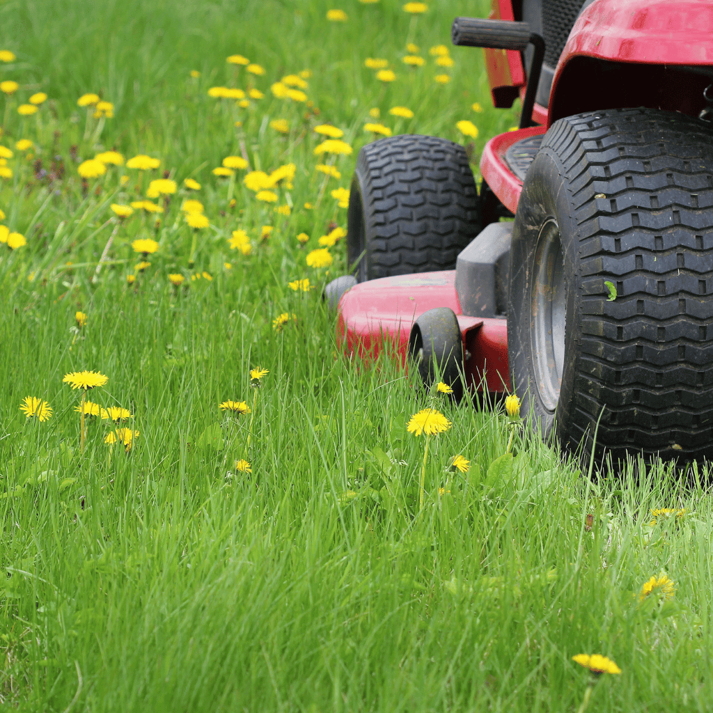 Insektenfreundlicher Garten und Balkon: Pflanzen, Gestaltung und mehr