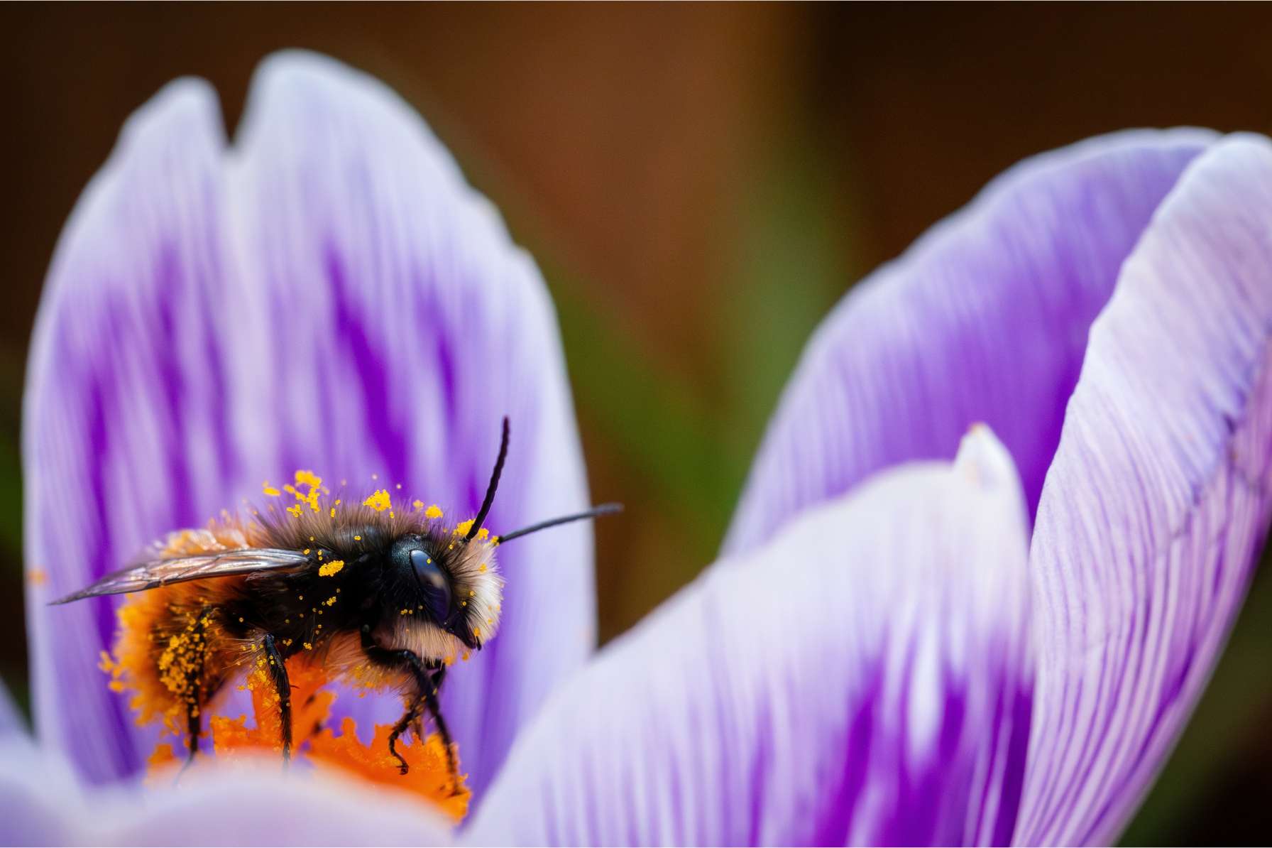 Bienenfreundliche Pflanzen : Heimische & winterharte Arten + Pflanzplan