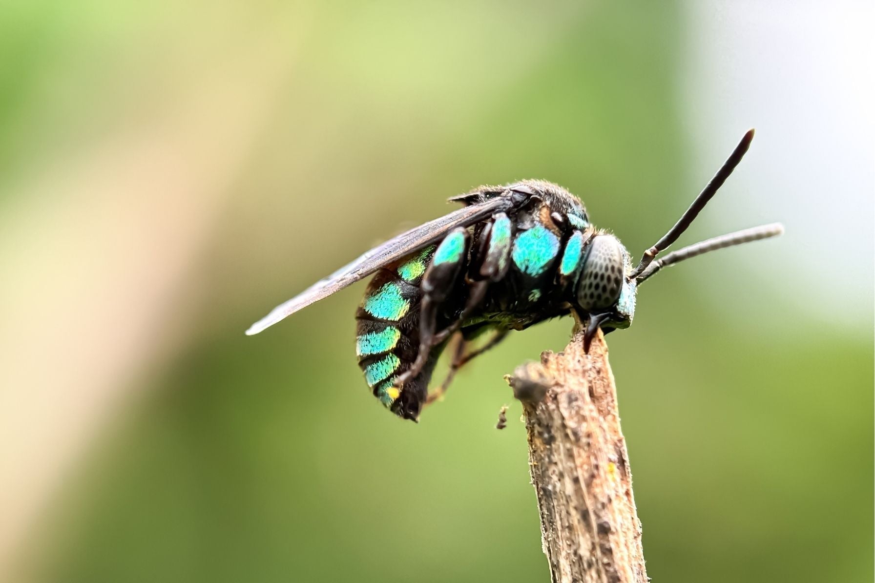 Arten & Verhalten: 600 Wildbienenarten in Deutschland