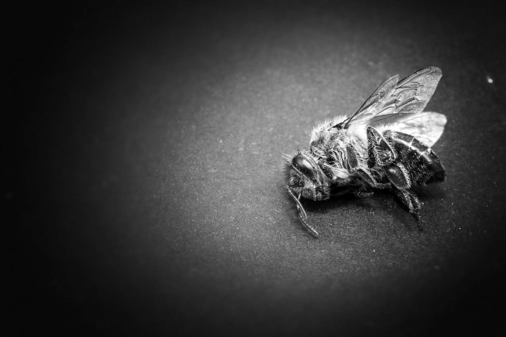 Warum sind Bienen wichtig? 11 Gründe & praktische Tipps