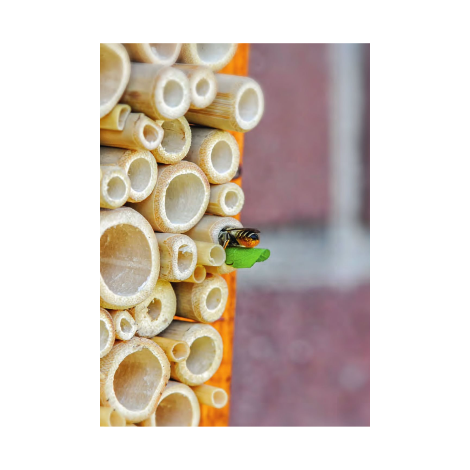 Fertig zum Einzug: Nisthilfen für Wildbienen