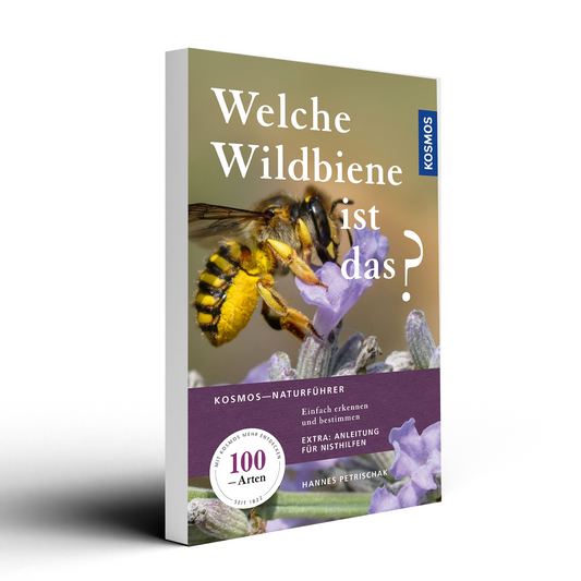 Welche Wildbiene ist das?