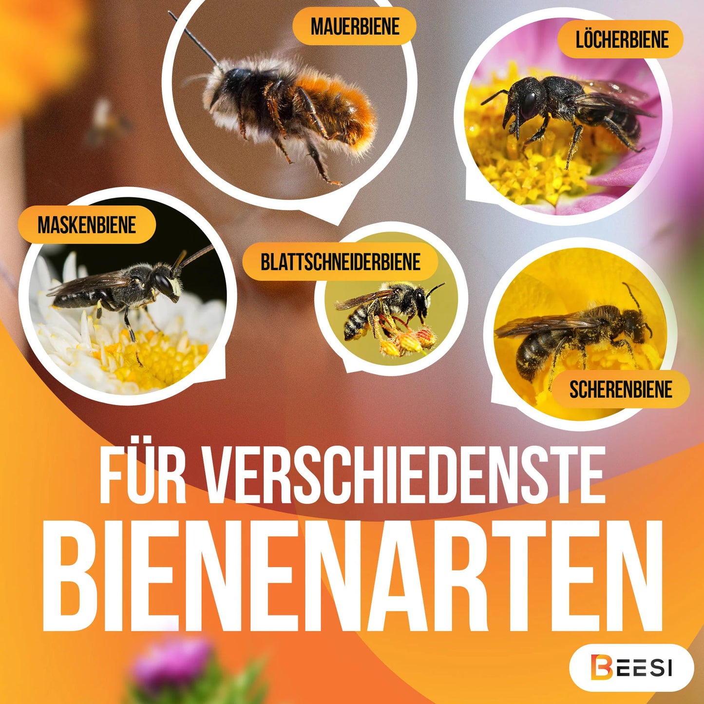 Lehmpulver für Wildbienen