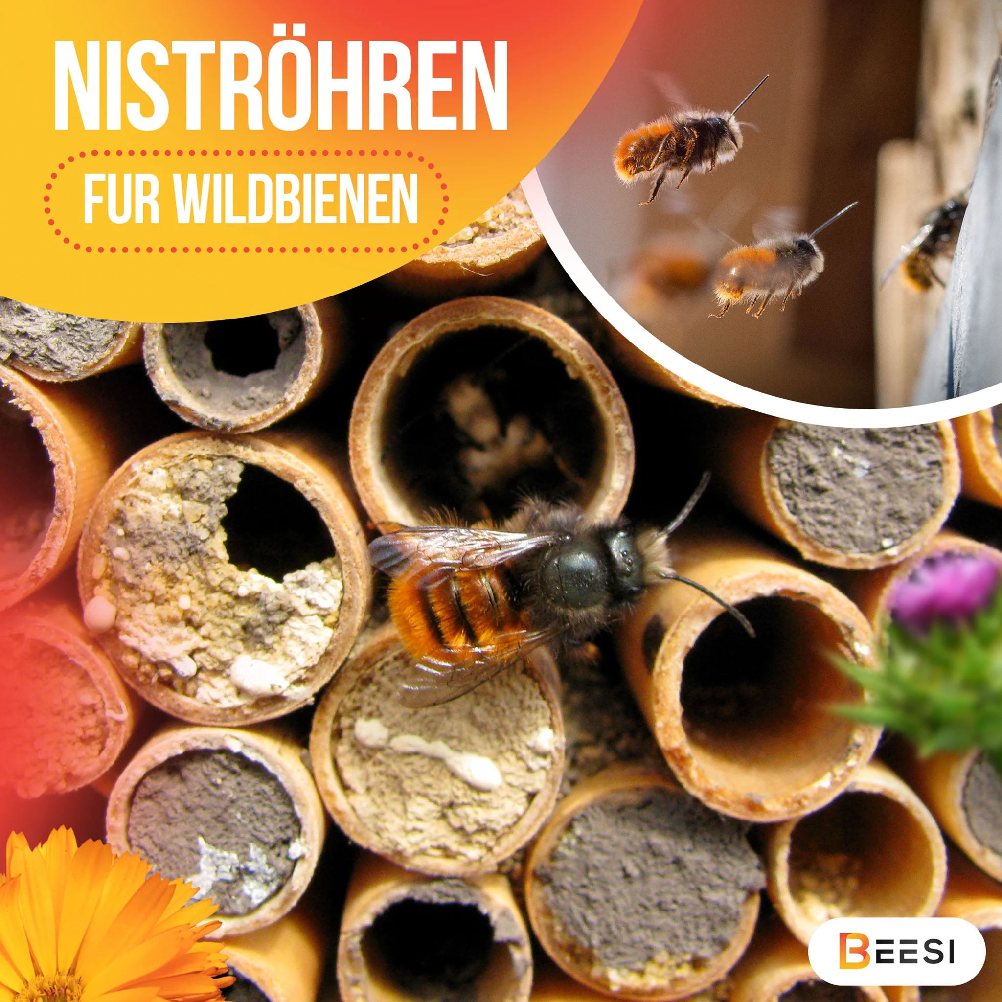 Nisthülsen aus Schilf