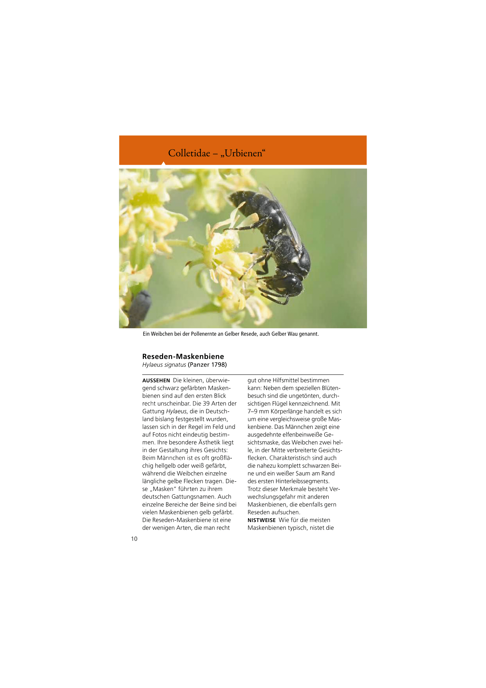 Welche Wildbiene ist das?