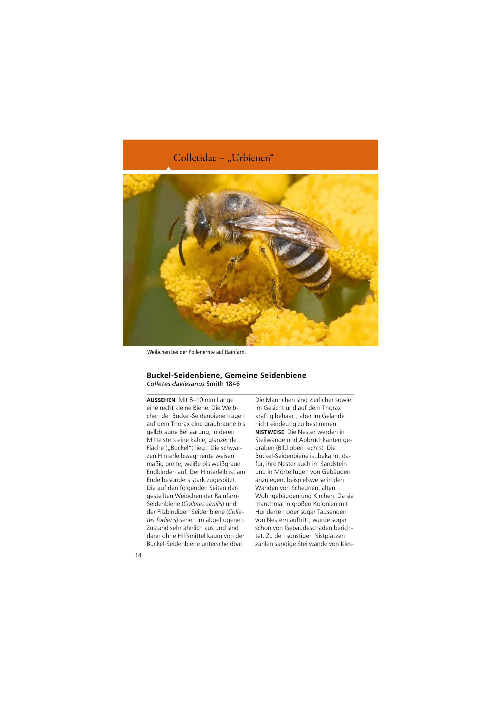 Welche Wildbiene ist das?