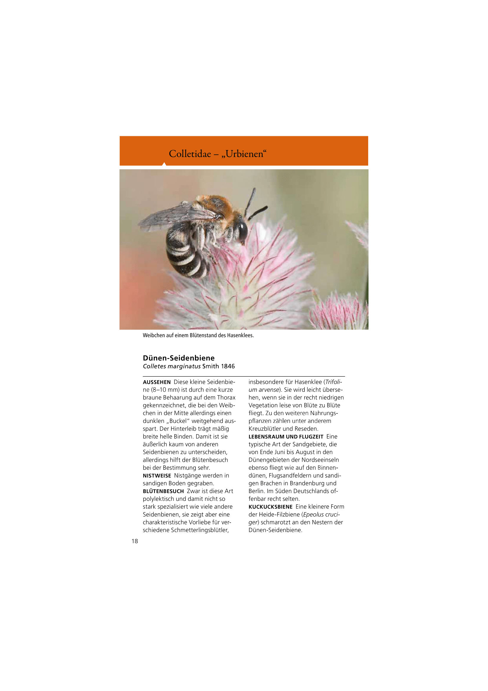 Welche Wildbiene ist das?