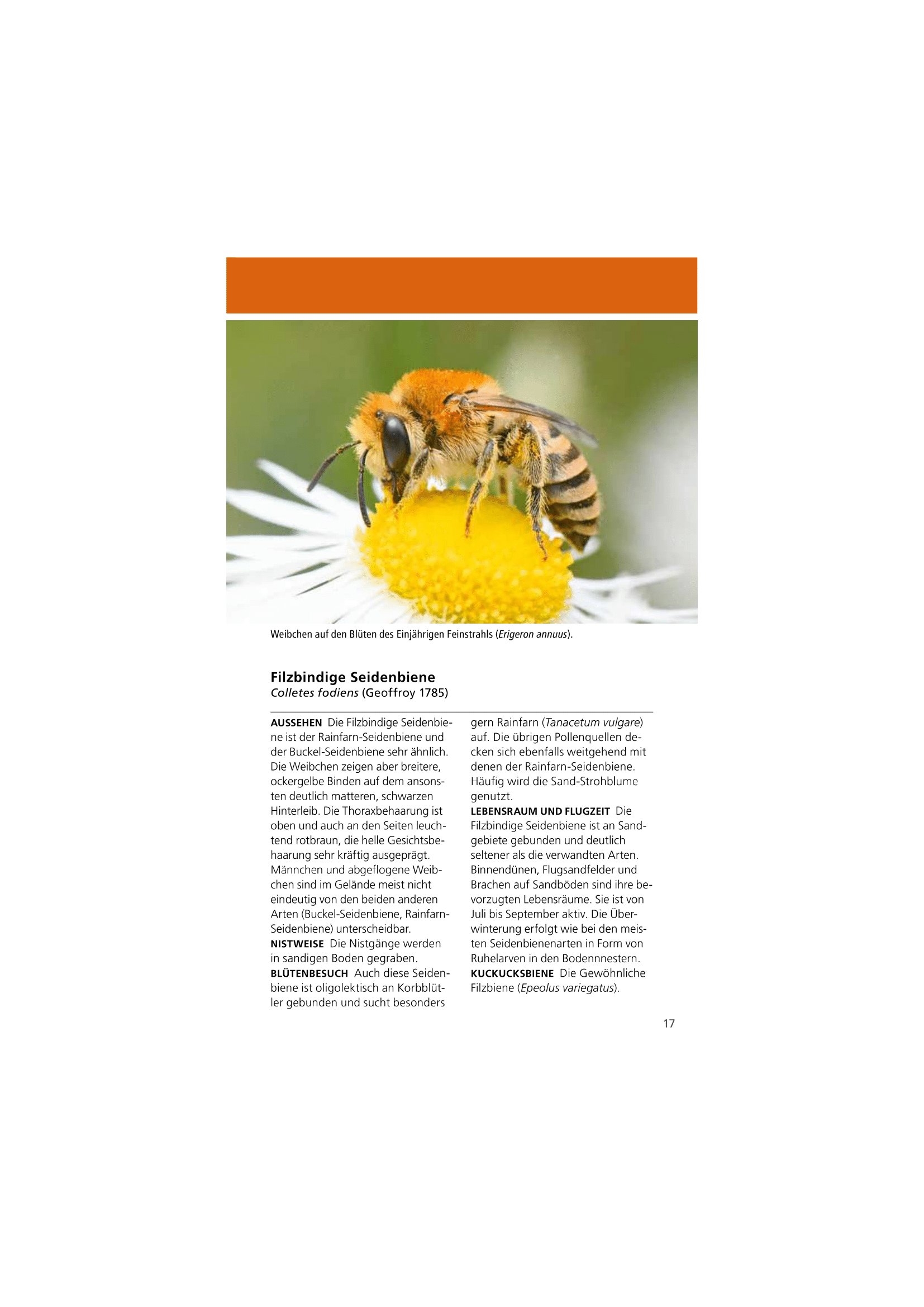 Welche Wildbiene ist das?