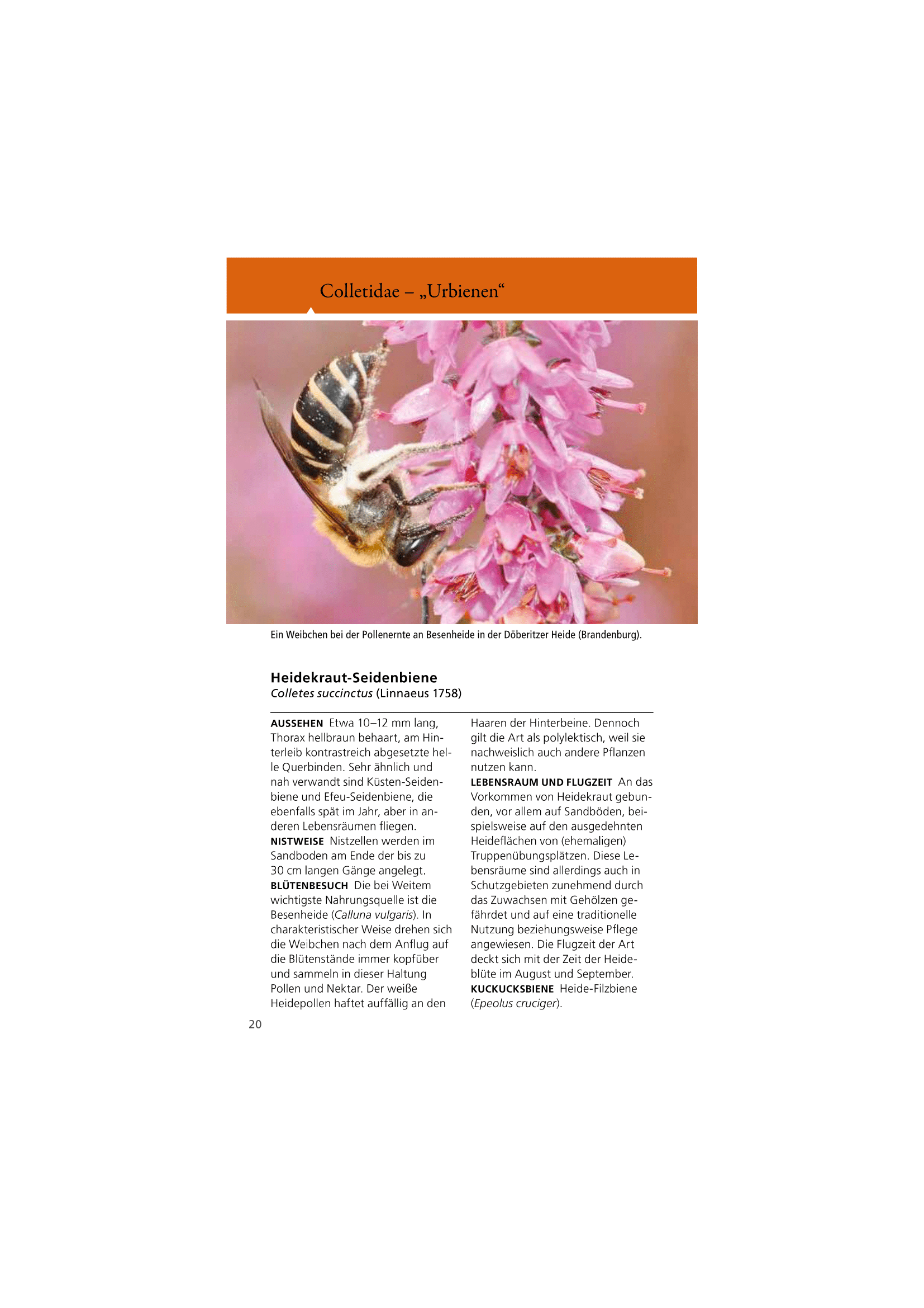 Welche Wildbiene ist das?