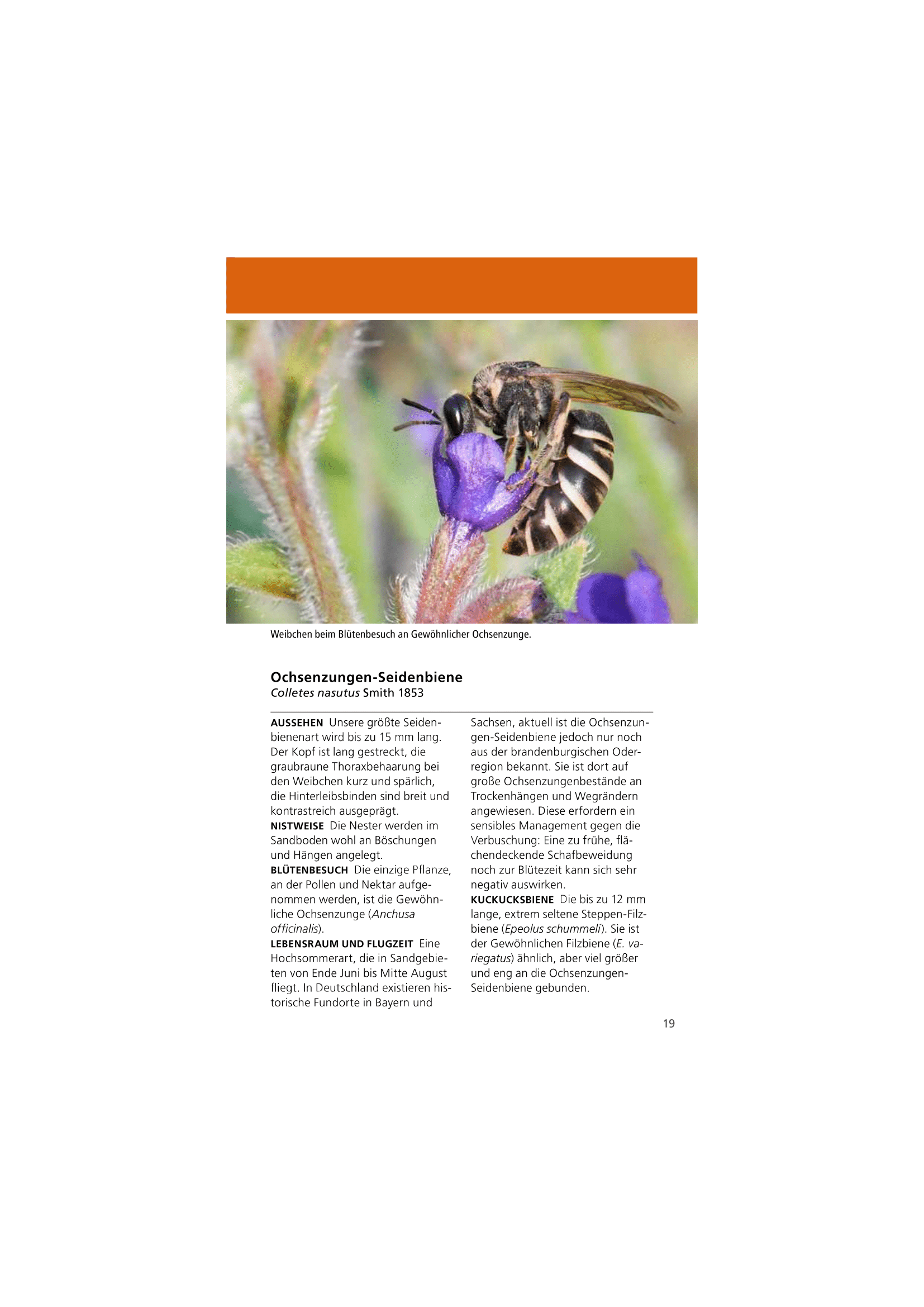 Welche Wildbiene ist das?