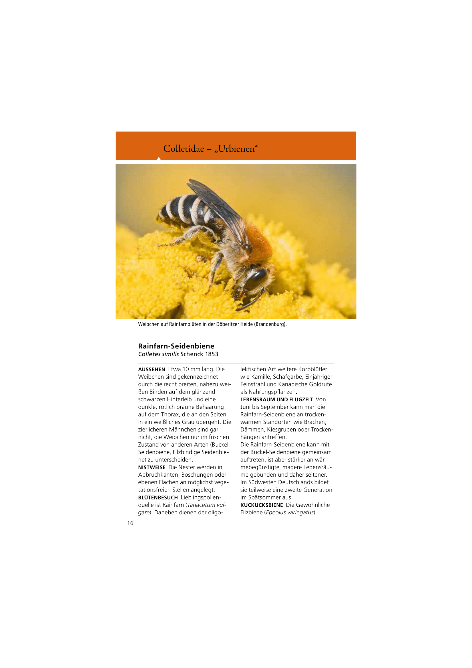 Welche Wildbiene ist das?