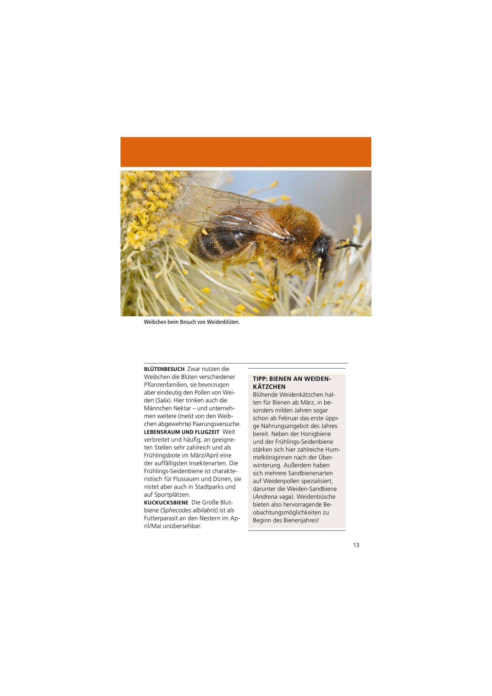 Welche Wildbiene ist das?